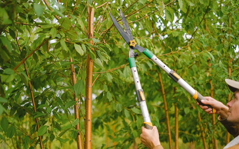Tree trimming in Onslow, IA